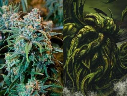 [Image: Cannabis_Cthulhu.jpg]
